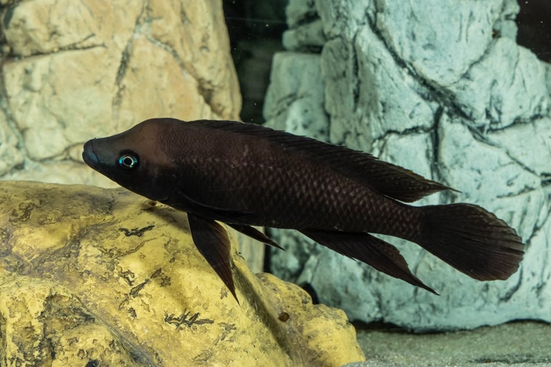 Neolamprologus nigriventris 'Kiku'